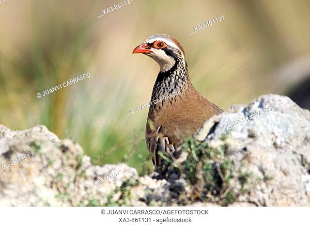 Red-legged partridge, Alectoris rufa  Cabo de Gata-Nijar biosphere reserve, Andalusia, Spain