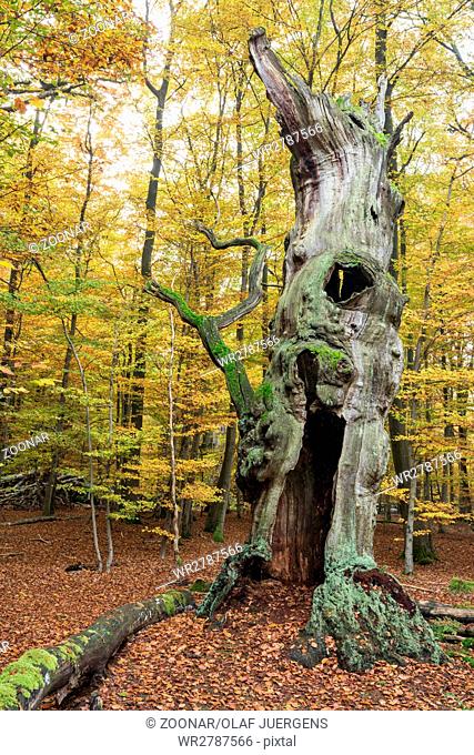 Forest Sababurg Germany