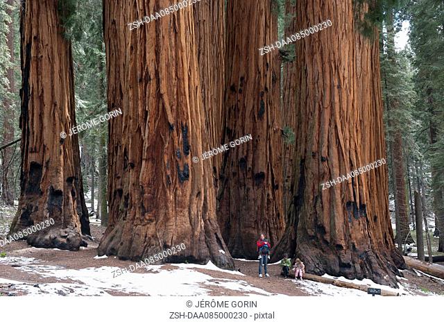 Family standing in front of giant sequoias, Sequoia and Kings Canyon National Parks, California, USA