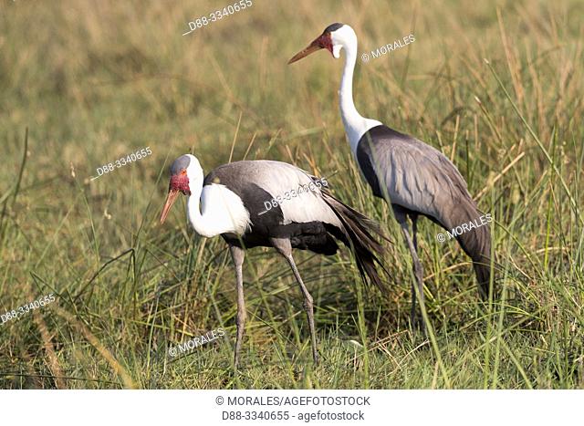 Africa, Southern Africa, Bostwana, Moremi National Park, Wattled Crane (Grus carunculata)