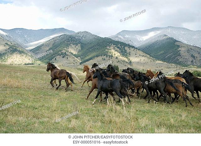 Horses stampeding across the range. Montana, USA
