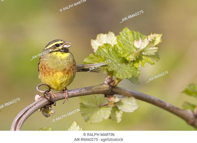 Adult male Cirl Bunting (Emberiza cirlus) singing in a vineyard in Germany