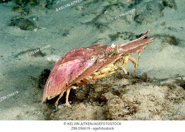 Butterfly slipper lobster (Ibacus peronii). Commercial species. South and southeast coast (20-250 m.). Australia