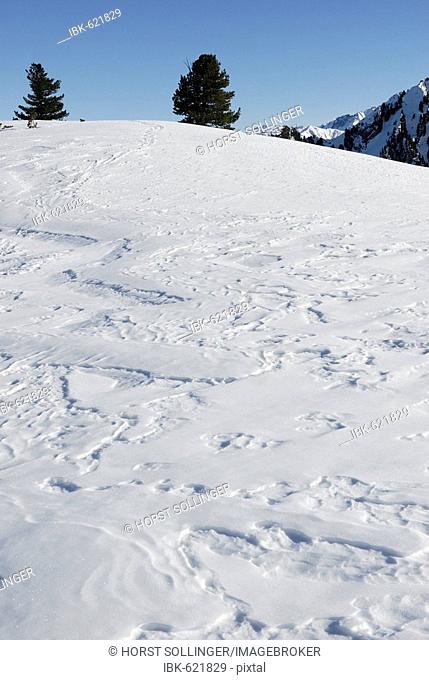 Ski tracks forming a relief in wind compacted snow Zillertal mountains Austria