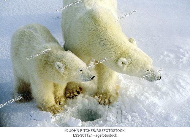 Polar bear (Ursus maritimus) sow and cub. Cape Churchill, near the Arctic circle