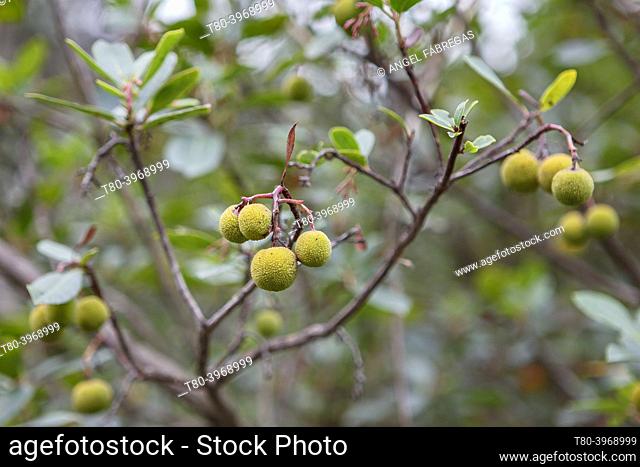 Fruits of Madroño or arbutus or arabellacos or fartabellacos orborrachines, penne leaf bush