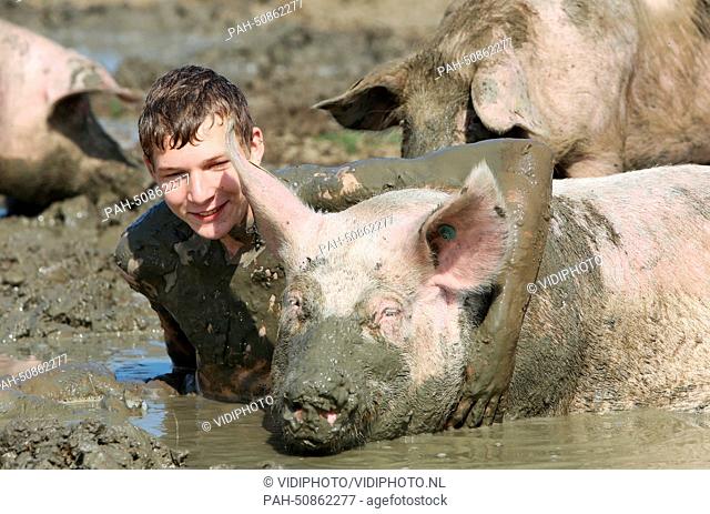 HEDEL - An unexpected surprise for the sows of pig farmer Andries van den Bogert in the Dutch city Hedel Tuesday 5-8-2014