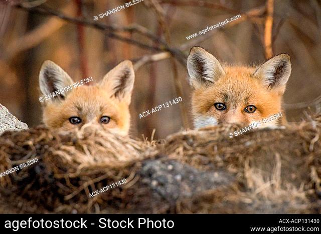 Curious Baby foxes in Winnipeg Manitoba Canada