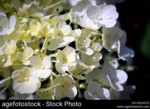 A background of white hydrangea blossoms in bloom