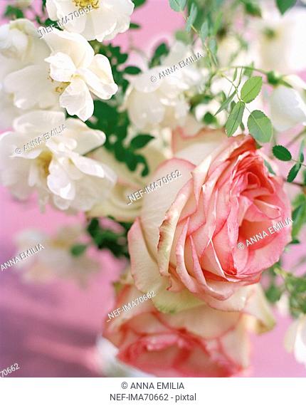 Pink roses in a vase Sweden