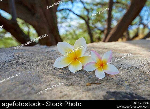 Frangipani, Plumeria rubra, Oahu, Hawaii, USA