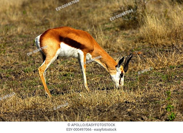 Grazing Springbok Antidorcas marsupialis, Madikwe Game Reserve, South Africa