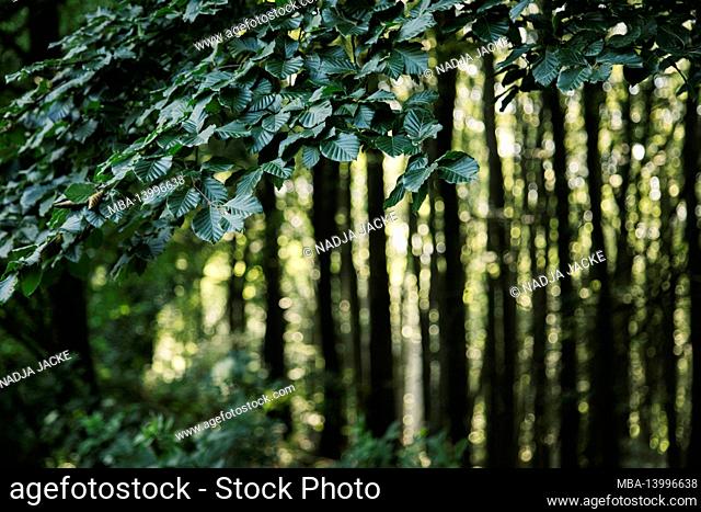 germany, teutoburg forest, großer and kleiner freeden, osnabrück country, forest, beech
