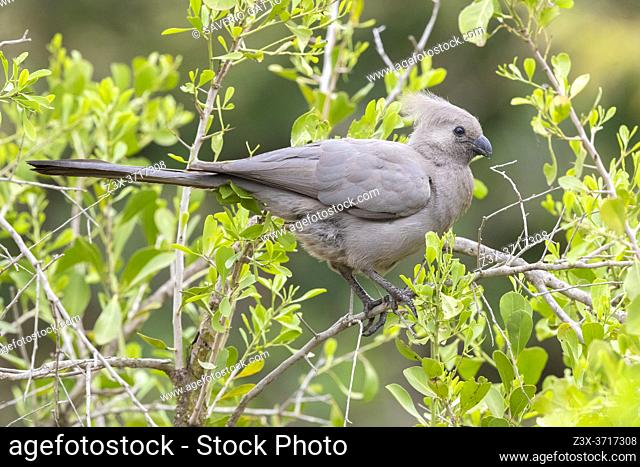 Greay Go-away-bird (Corythaixoides concolor bechuanae), side view of an adult perched on a branch, Mpumalanga, South Africa