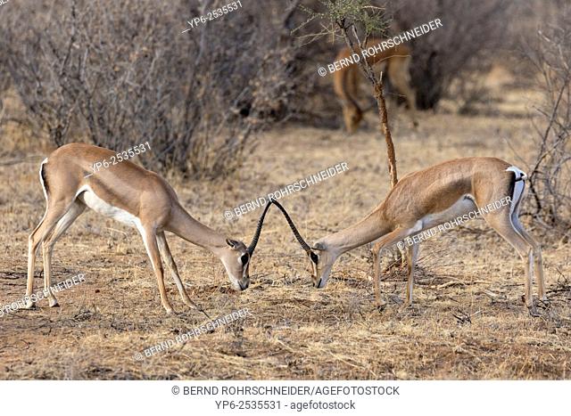 Grant's gazelle (Nanger granti), two males fighting, Samburu National Reserve, Kenya