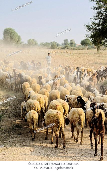 Sheperd and sheep at the Bishnoi region