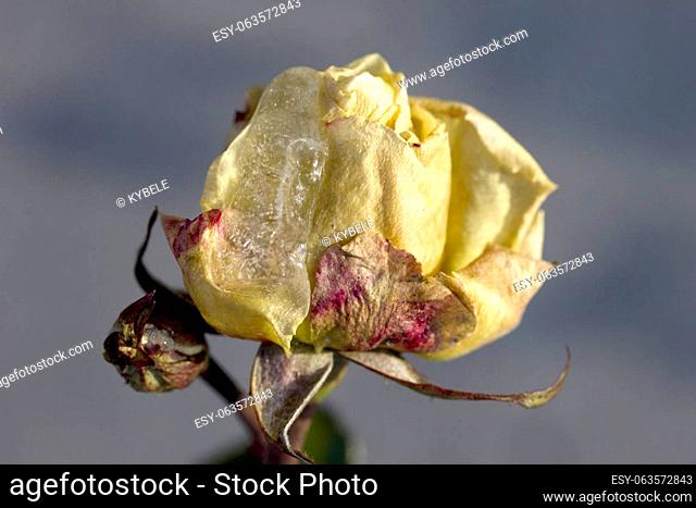 frost covered yellow rose in the garden