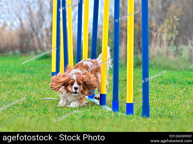 Cavalier King Charles Spaniel doing slalom in agility dog competition