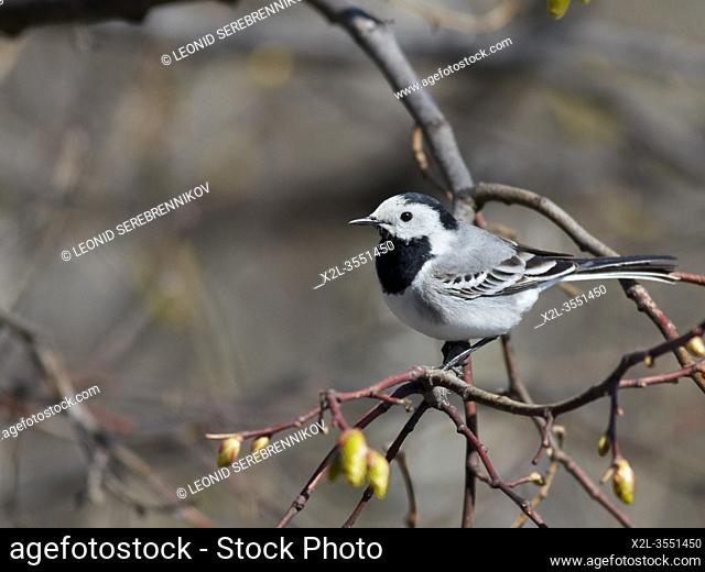 White wagtail (Motacilla alba) perched on a tree branch. Moscow, Russia