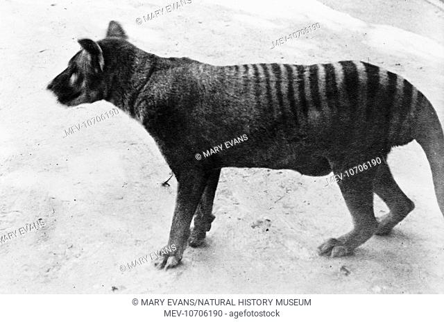 The last known thylacine, or Tasmanian Wolf, to survive in captivity. It died on 7 September 1936 in the Beaumaris Zoo, Hobart, Tasmania