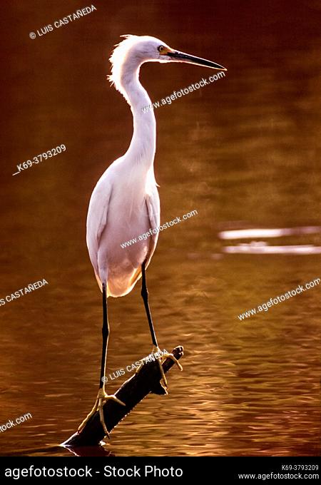The snowy egret is a small white heron. The genus name comes from the Provençal French for the little egret aigrette, a diminutive of aigron, ""heron""