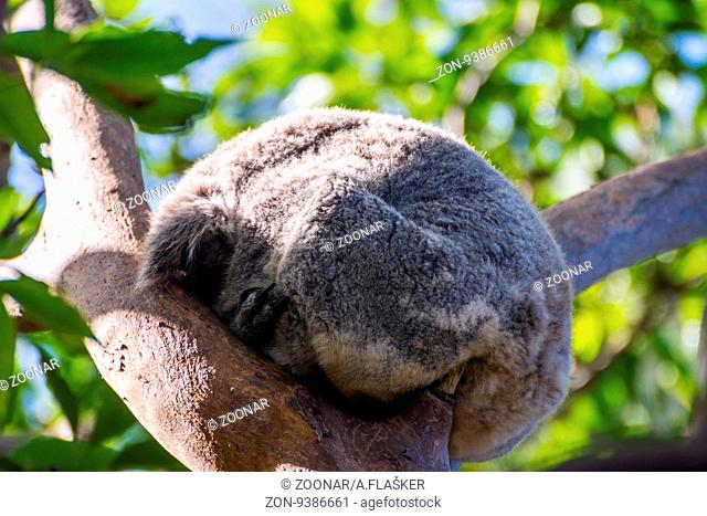 Koala bear sleeping on a eucalyptus tree