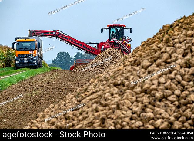 05 October 2021, Bavaria, Straßkirchen: Harvested sugar beets are loaded onto a truck. Photo: Armin Weigel/dpa. - Straßkirchen/Bavaria/Germany