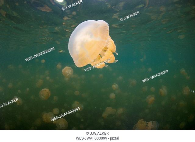 Oceania, Palau, Eik Malk, Spotted jellyfish, mastigias papua, in saltwater lake