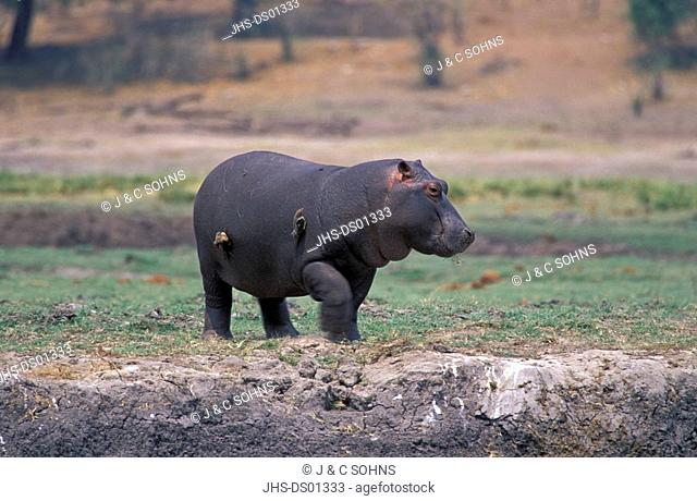 Hippopotamus, Hippopatamus amphibius, Chobe Nationalpark, Botswana, Africa, young feeding on shore