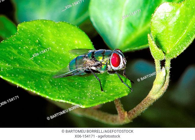 Greenbottle Fly (Lucilia caesar) on leaf