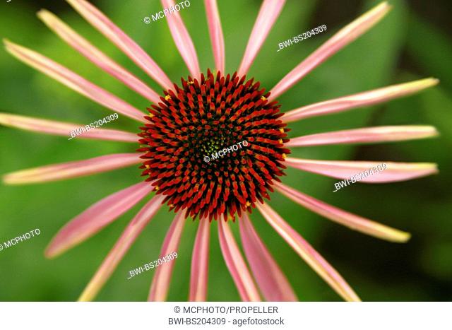 Barebeton Daisy, Gerbera, Transvaal Daisy, Gerbera Daisy (Gerbera jamesonii), blooming