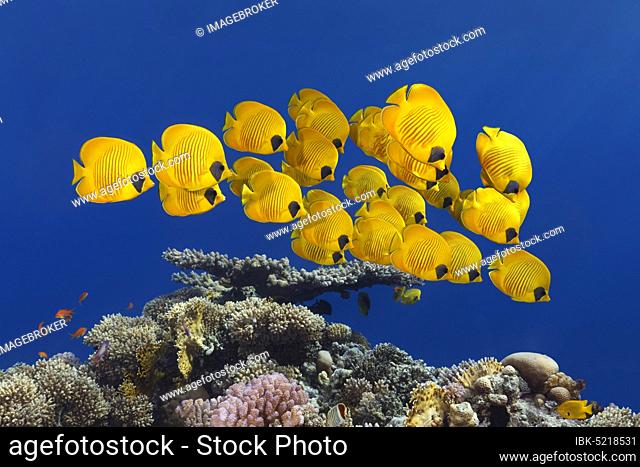 Swarm Bluecheek butterflyfishes (Chaetodon semilarvatus), Red Sea, Egypt, Africa