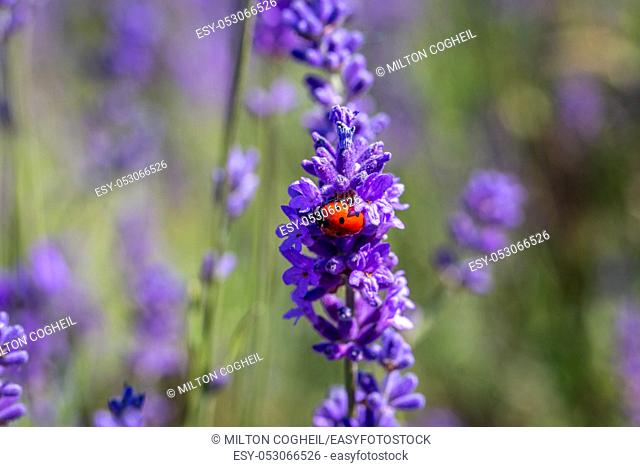 A seven spot ladybird (coccinella septempunctata) on a lavender plant