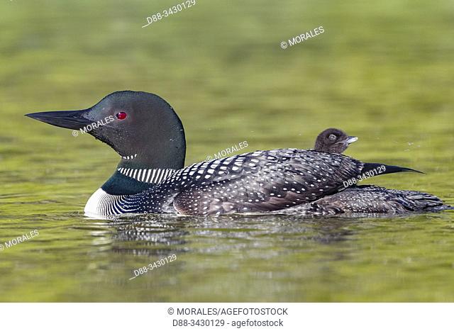 United States, Michigan, Common Loon (Gavia immer), on a lake, parents with a baby on the back