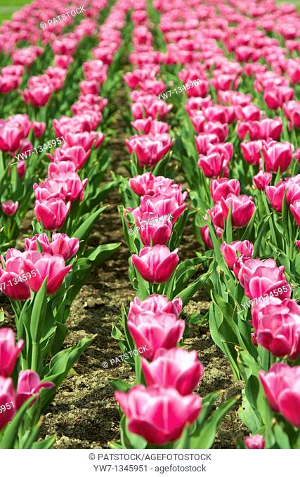 Chopin's Prelude tulips a gift of the Kingdom of the Netherlands in Royal Baths Park in Warsaw, Poland