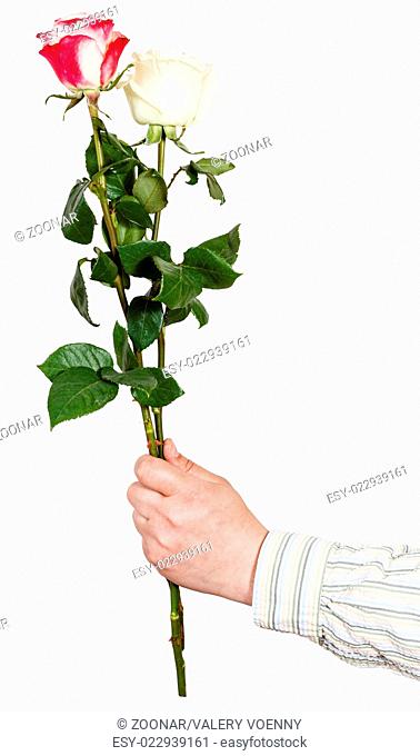 hand giving bouquet of two white and pink rose