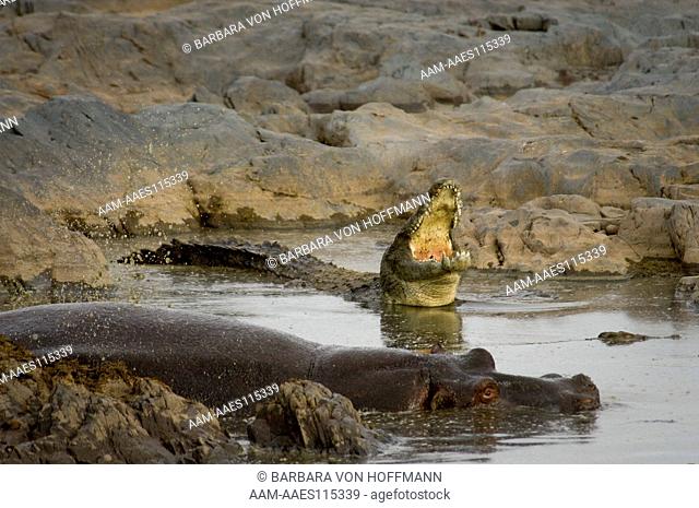 Hippo in water with crocodile behind  Masai Mara National Reserve Kenya