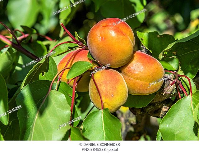 France, Vaucluse, Venasque, apricots on the branch