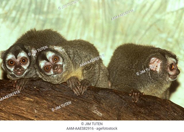 Panamanian Douroucouli or Owl Monkey (Aotus trivirgatus), Busch Gardens