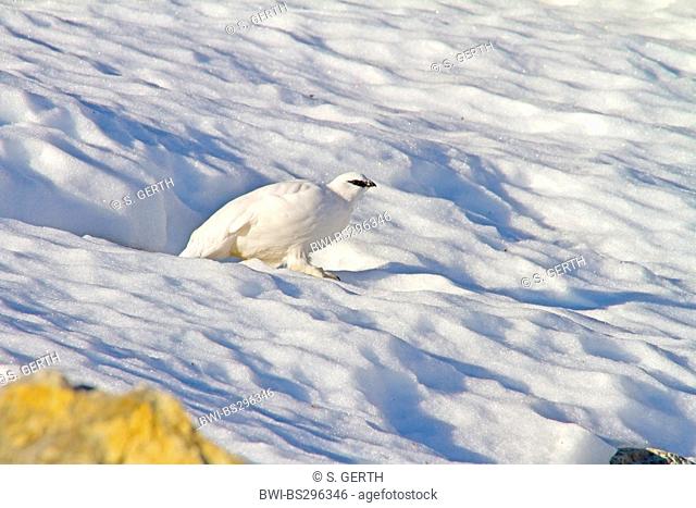 Rock ptarmigan, Snow chicken (Lagopus mutus), male in winter plumage, Switzerland, Sankt Gallen, Saentis