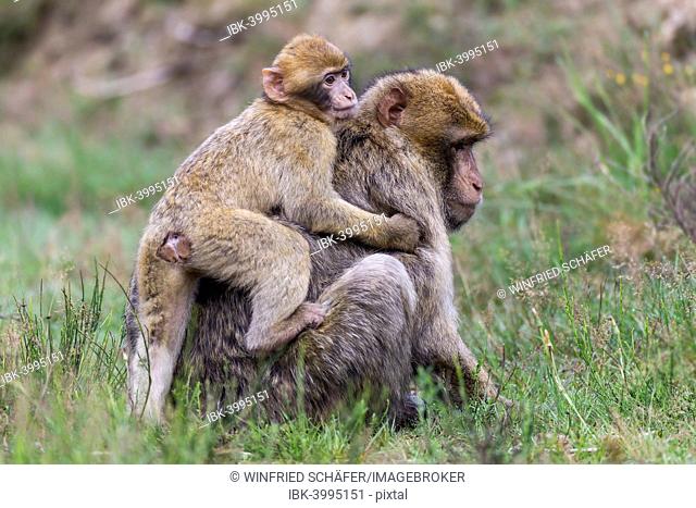 Barbary Macaques (Macaca sylvanus), adult and young, captive, Rhineland-Palatinate, Germany