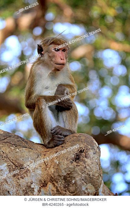 Toque macaque (Macaca sinica), adult on a tree, sitting, Yala National Park, Sri Lanka