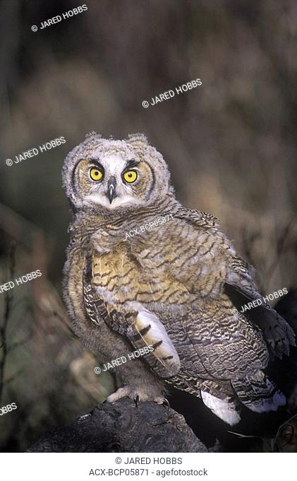 Young Great Horned Owls Bubo virginianus are the most common species of owl observed in, British Columbia, Canada
