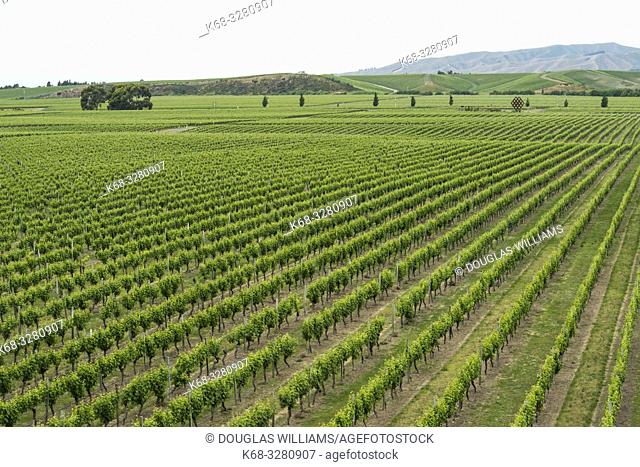 The Brancott Estate Winery in the Marlborough region near Blenheim, on the south island of New Zealand