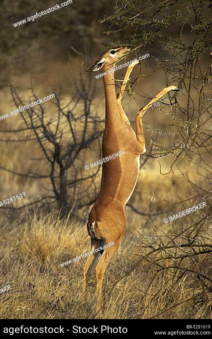 Gerenuk or Waller's Gazelle (litocranius walleri), Female on Hind Legs, Eating Leaves, Samburu Parc in Kenya