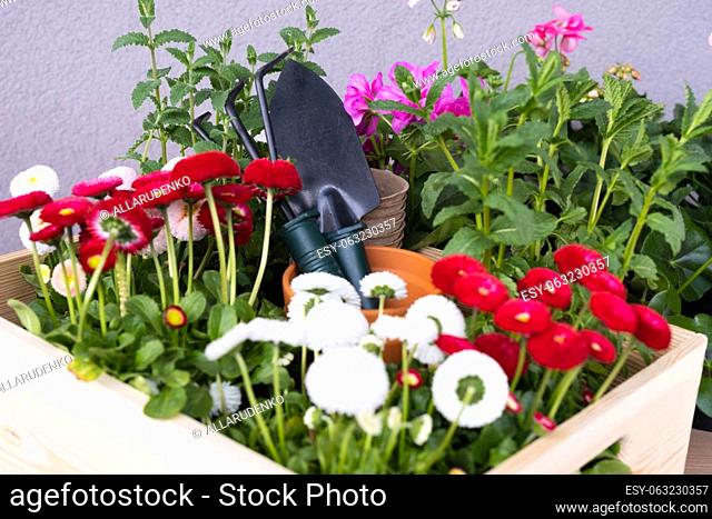Spring Flowers in Pots Ready For Planting. Gardening Concept. Landscaping a balcony or patio
