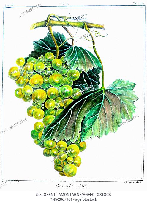 Old botanical board of the grappe species Chasselas dore