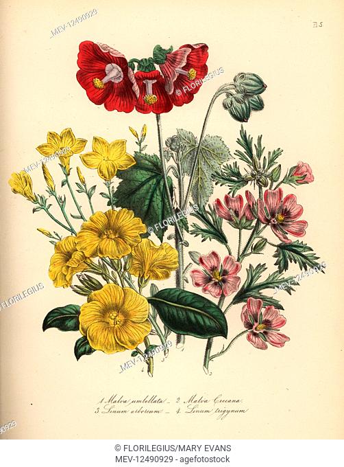 Umbellate globe-mallow, Malva umbellata, showy red-flowered mallow, Malva creeana, tree flax, Linum arboreum, and Indian flax, Linum trigynum