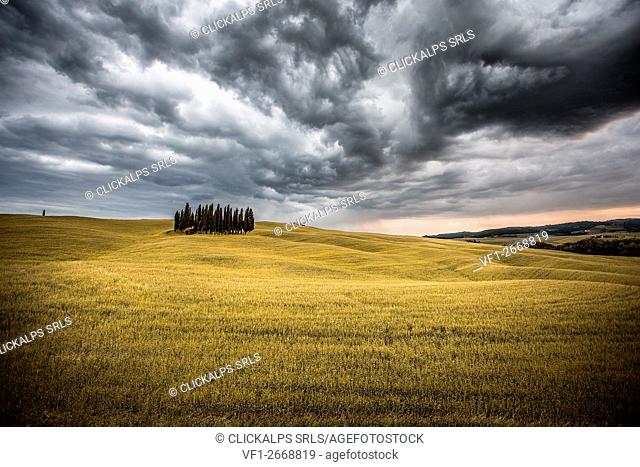 Tuscany, Val d'Orcia, Italy. Cypress trees in a yellow meadow field with clouds gathering