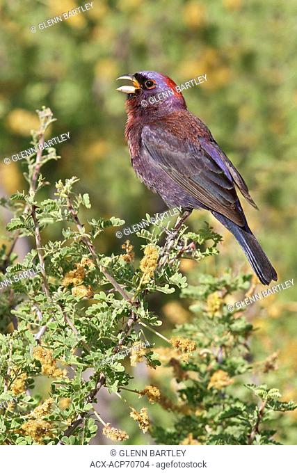 Varied Bunting (Passerina versicolor) perched on a branch in southern Arizona, USA
